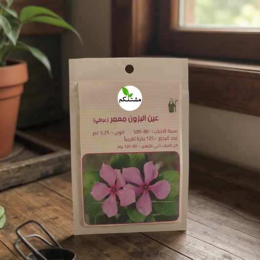 الوردة التي تضحك بوجه الشمس.. ازرع بذور "عين البزون" من مشتلكم!