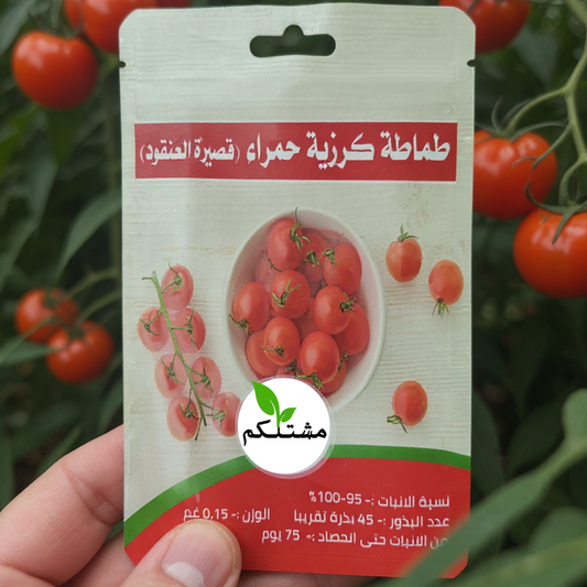 حلاوة الطماطة بإيدك.. ازرع بذور الطماطة الكرزية من "مشتلكم"!
