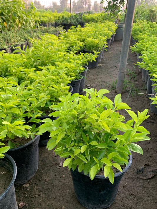 دورنتا بيضاء (Duranta erecta 'Alba')