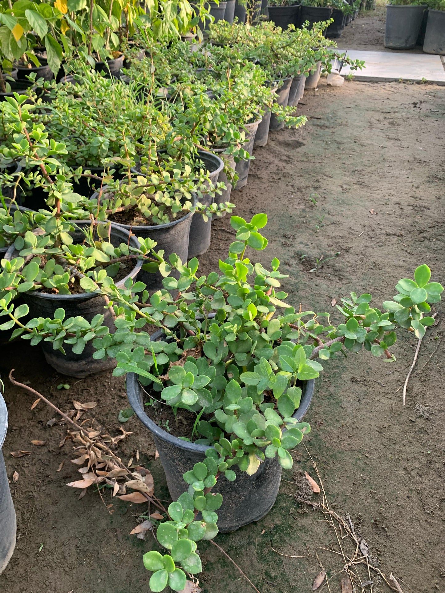 نبات المينا (دمعة الطفل)