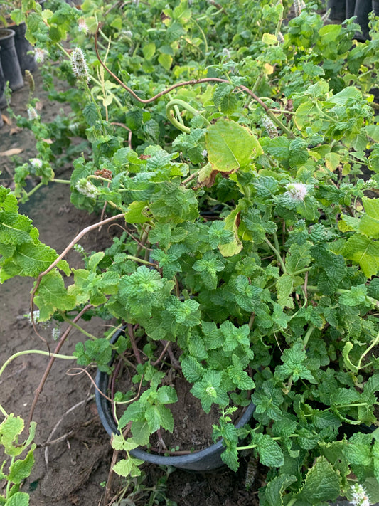 نبات النعناع (تركي)