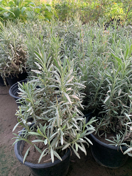 اكليل الجبل الروزماري (Rosemary)