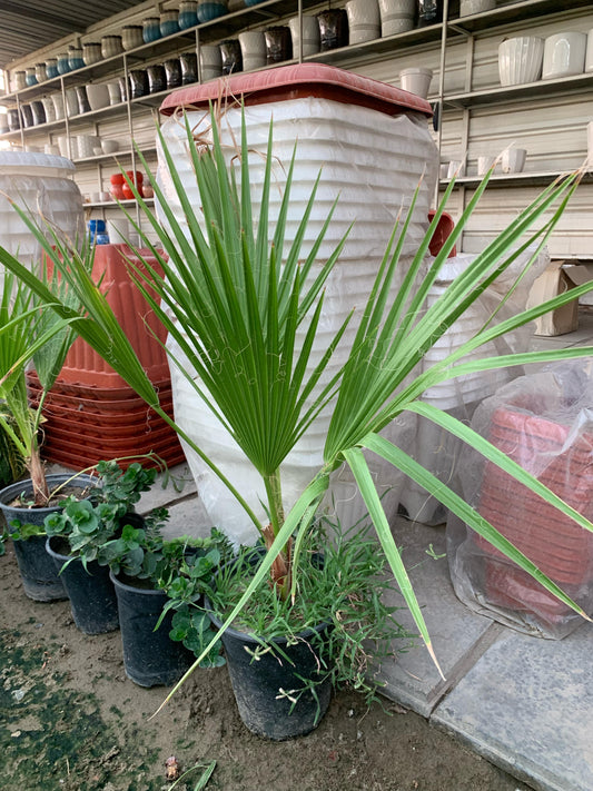 نخيل مروحي / نخيل واشنطونيا