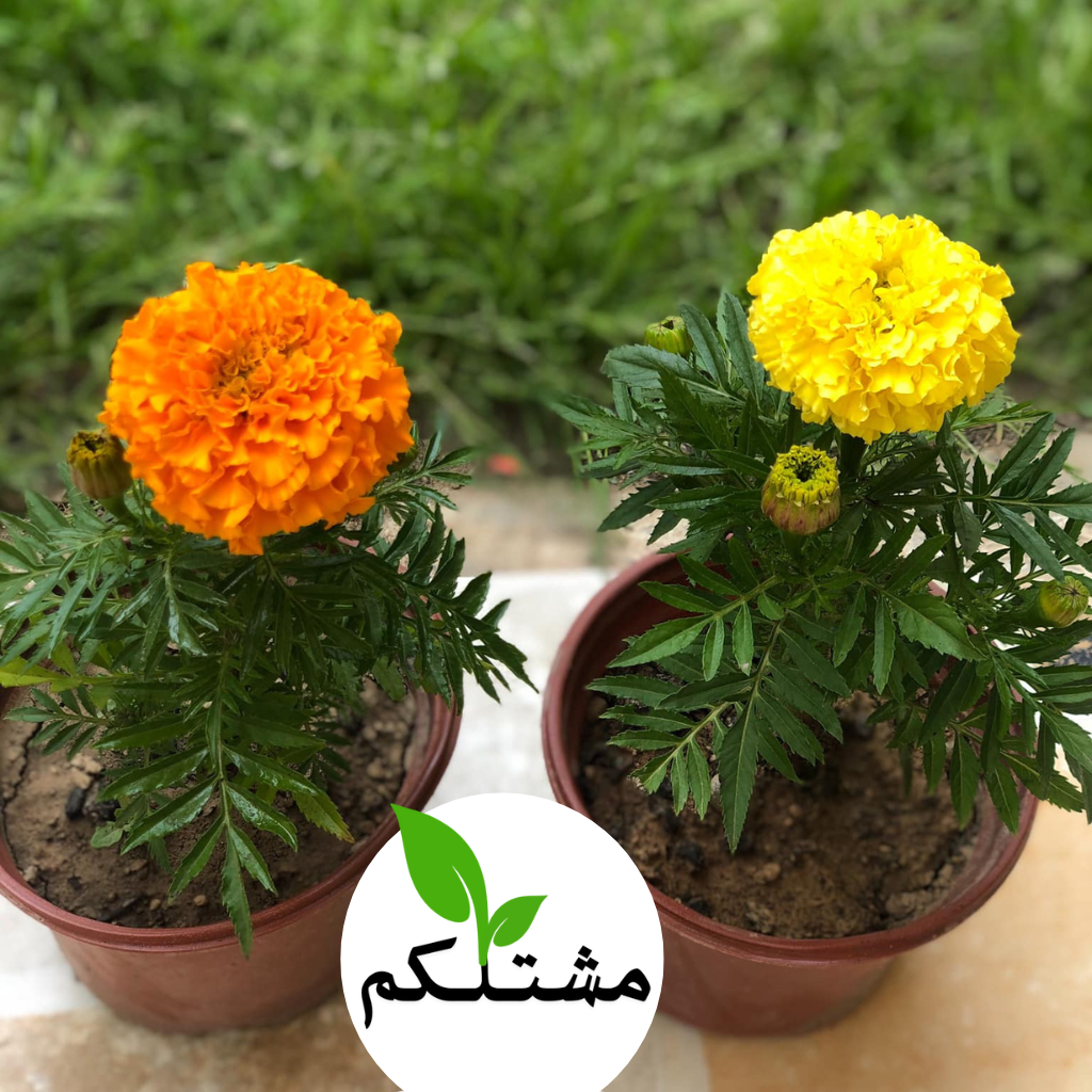 الجعفري.. لون الذهب ورائحة الخير لحديقتك! ازرع بذور القطيفة من "مشتلكم"